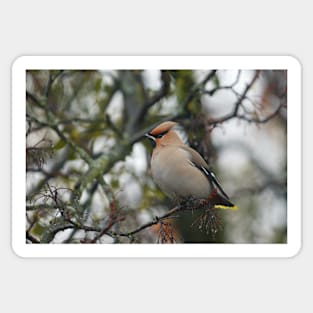 Waxwing Sticker